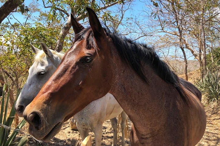 Papagayo Zipline and Horseback Combo — Canopy Flight and Saddle Trails photo 4