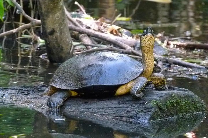 Best of Tortuguero: Sunrise Canoe, Rainforest Hike & Night Turtle Tour photo 6