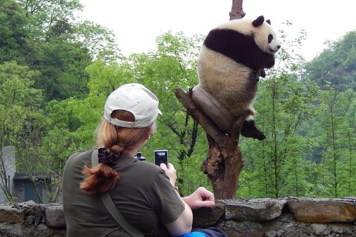 Half-Day Chengdu Panda Base Tour — Small-Group Encounter & Hotpot Option