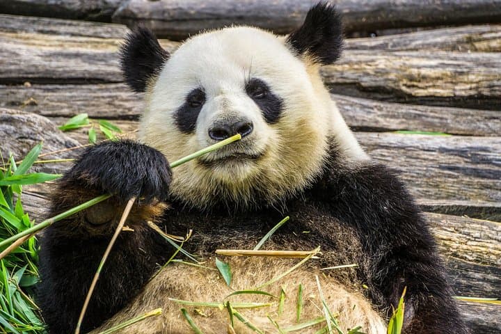 Half-Day Chengdu Panda Base Tour — Small-Group Encounter & Hotpot Option photo 5
