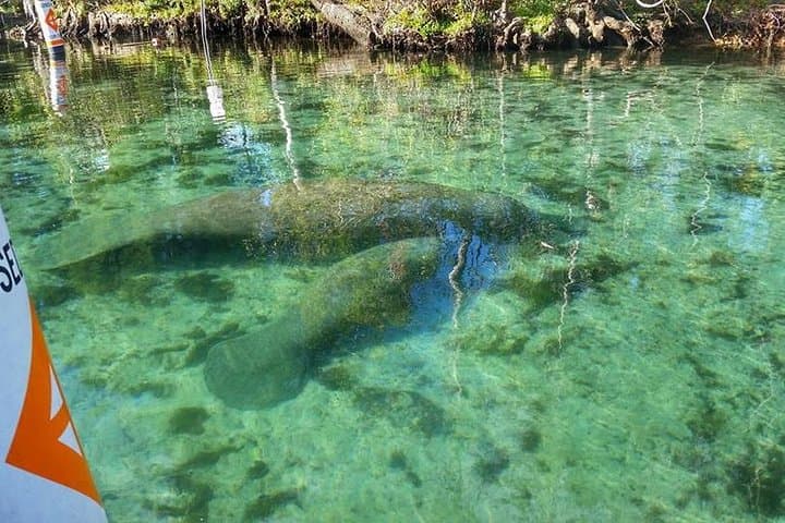 Private Manatee Swim Adventure in Crystal River: Up-Close with Florida’s Gentle Giants photo 6