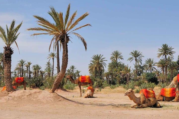 Camel Ride in Marrakech Palmeraie — 3-Hour Palm Grove Excursion photo 6