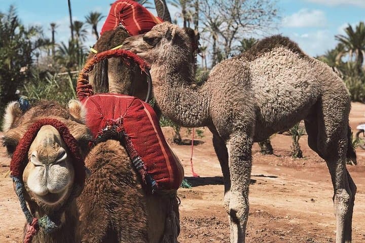 Camel Ride in Marrakech Palmeraie — 3-Hour Palm Grove Excursion photo 3