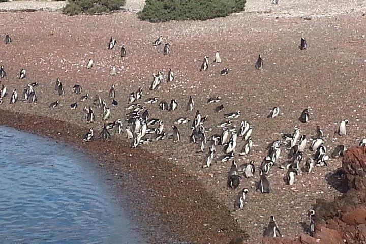 Punta Tombo Penguin Reserve Shore Excursion from Puerto Madryn photo 5