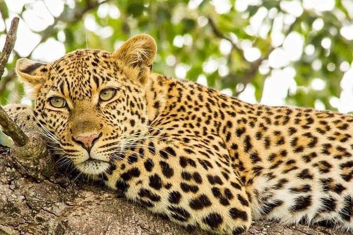 Kruger Full-Day Safari: Big Five Game Drive and Wildlife Viewing