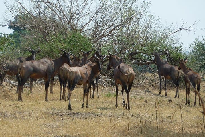 13-Day Botswana Safari: Okavango Delta, Moremi, Savuti & Chobe photo 6