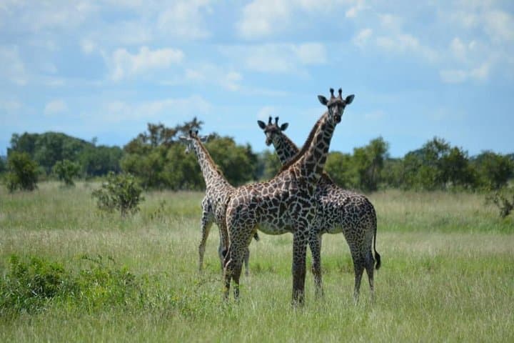 Mikumi Walking Safari and Game Drive from Morogoro: A Day Among Elephants and Plains photo 2