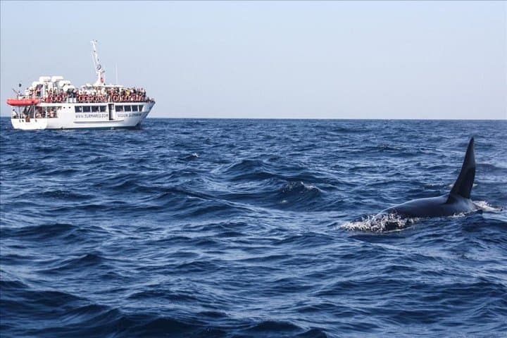 Dolphin Watching in Gibraltar: Day Trip from Seville to the Strait photo 4