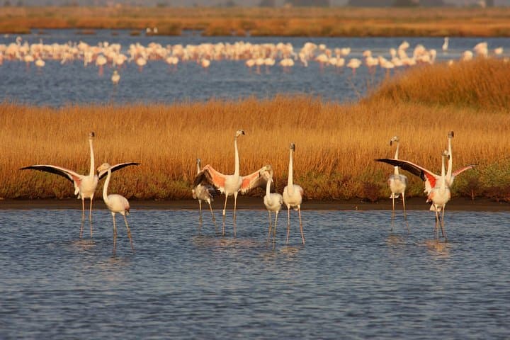 Guided Walking & Birdwatching in Diaccia Botrona: Tuscan Maremma Nature Walk photo 4