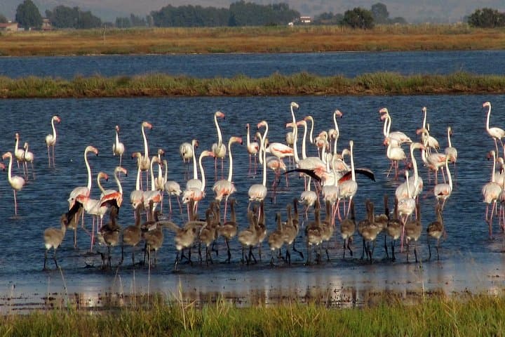 Guided Walking & Birdwatching in Diaccia Botrona: Tuscan Maremma Nature Walk photo 6