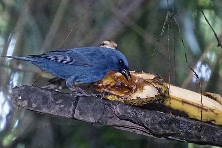 Rocklands Bird Sanctuary: Montego Bay Hummingbird Experience and Garden Walk photo 6
