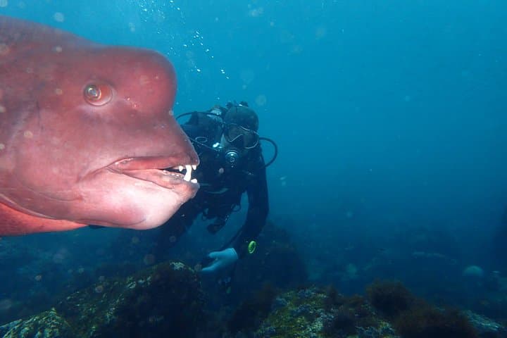 Izu Peninsula Scuba Diving at IOP: Two-Tank Guided Excursion for Certified Divers