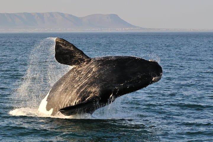 Gansbaai Shark Cage Diving from Cape Town — Full-Day Great White Encounter photo 5