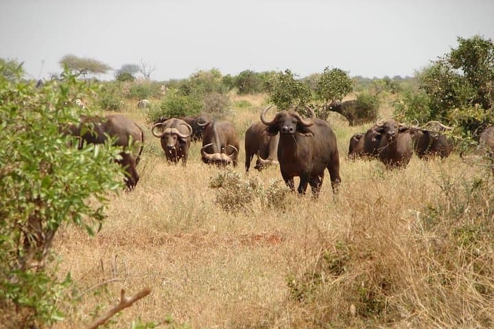 2-Day Mombasa to Tsavo East Safari: Overnight Game Drive to See the Big Five photo 3
