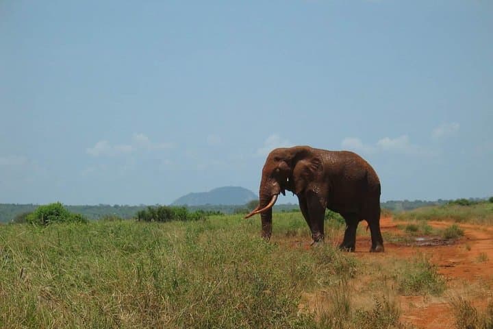 2-Day Mombasa to Tsavo East Safari: Overnight Game Drive to See the Big Five photo 4