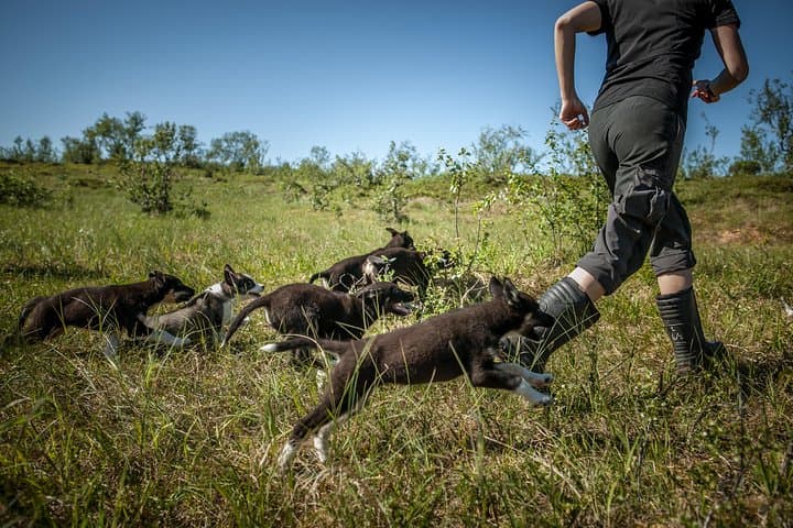 Puppy Training at a Husky Farm in Tromso — Hands-On Summer Experience photo 6