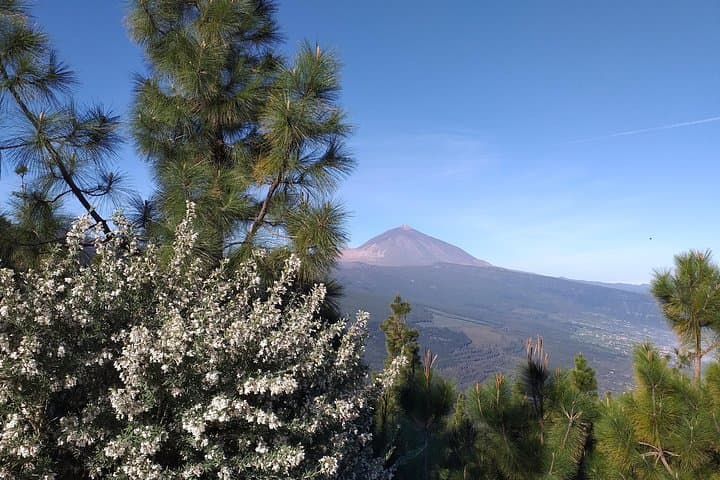 Teide Essential VIP Shore Excursion — La Laguna to Teide National Park photo 4
