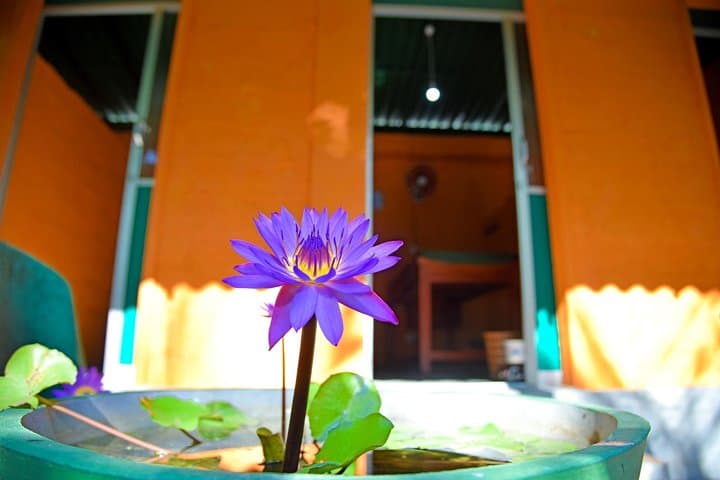 Ayurveda Day Package in Bentota — Traditional Sri Lankan Wellness Day photo 4