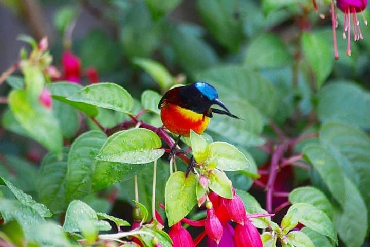 Bird Watching Doi Inthanon: Sunrise Birding on Thailand's Highest Peak