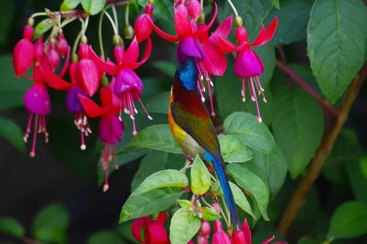 Bird Watching Doi Inthanon: Sunrise Birding on Thailand's Highest Peak photo 2