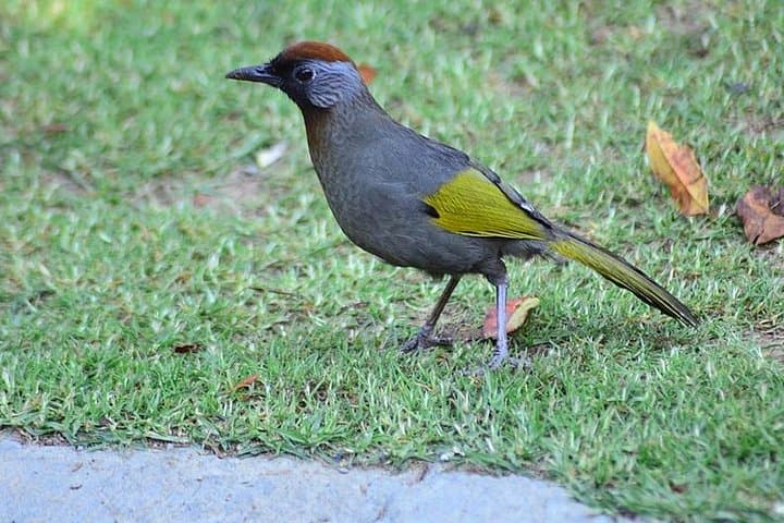 Bird Watching Doi Inthanon: Sunrise Birding on Thailand's Highest Peak photo 3