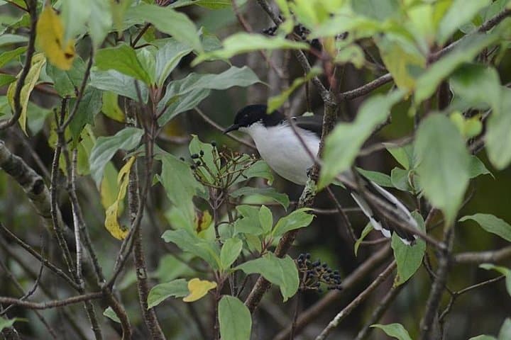 Bird Watching Doi Inthanon: Sunrise Birding on Thailand's Highest Peak photo 5