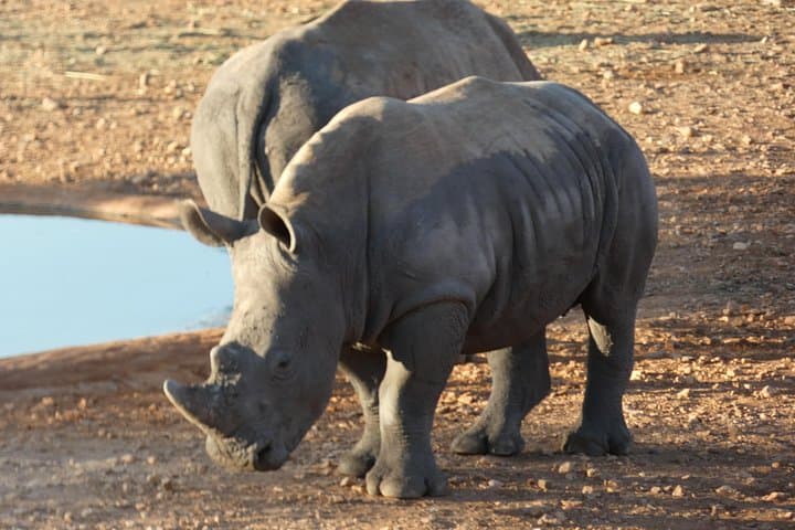 4-Day Etosha Safari: Private Guided Tour from Windhoek or Swakopmund photo 3