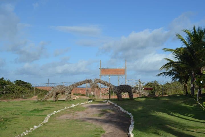 Pipa Beach Day Trip from Natal: Dolphins, Cliffs & Atlantic Forest photo 4