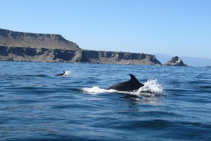 Isla Damas & Humboldt Penguin Reserve: Full-Day Boat Tour from La Serena photo 3
