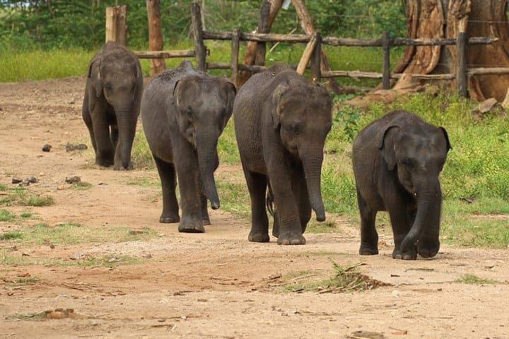 Elephant Conservation and Care Center Day Trip from Agra photo 2