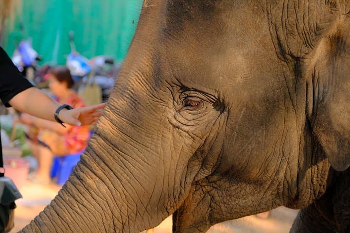 Elephant Conservation and Care Center Day Trip from Agra photo 4
