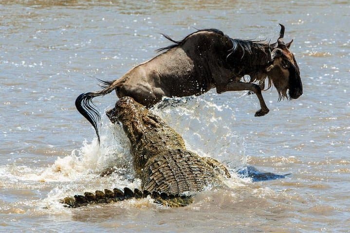 5-Day Luxury Safari: Hell's Gate, Lake Naivasha, Lake Nakuru & Masai Mara photo 5