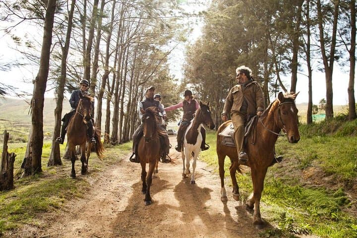 Stanford Mountain Ride — 1-Hour Horseback Trail Through Stanford Hills