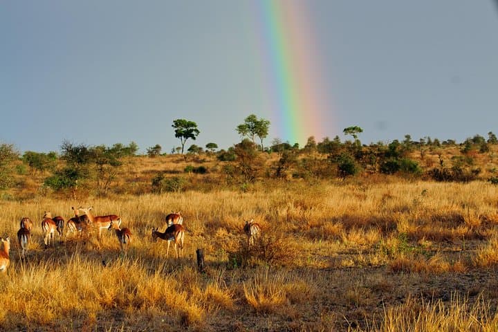 Under Canvas in Kruger: 5-Day Private Safari from Hazyview photo 5