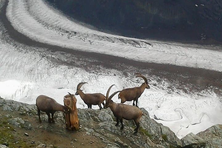 Zermatt & Gornergrat Day Trip from Bern — Cogwheel Train to Matterhorn Views photo 2