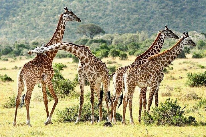 5-Day Tsavo East, Tsavo West & Amboseli Wildlife Safari from Mombasa photo 5