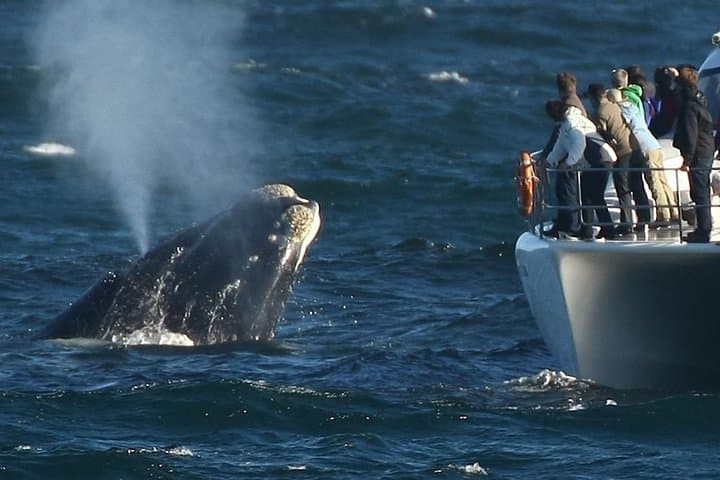 Gansbaai Shark Cage Diving from Cape Town — Full-Day Great White Encounter photo 4
