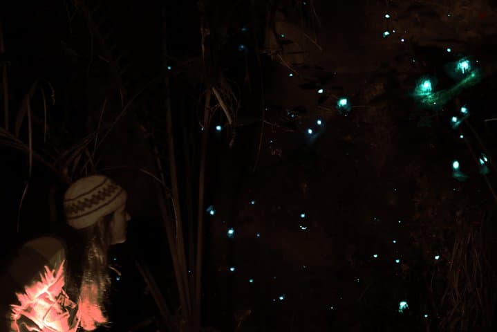 See Auckland's Secret Glow Worms: Night Walk in Auckland's Urban Bush