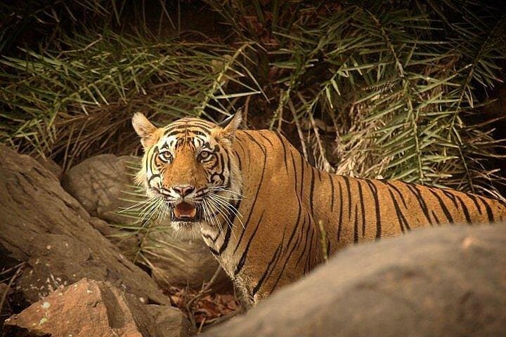 Ranthambhore & Golden Triangle: 5-Day Private Tiger Safari with Taj Mahal Sunrise photo 3