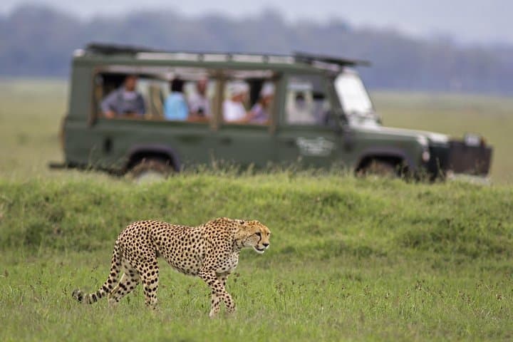 Sunset Big Five Safari from Cape Town — Private Half-Day Game Drive