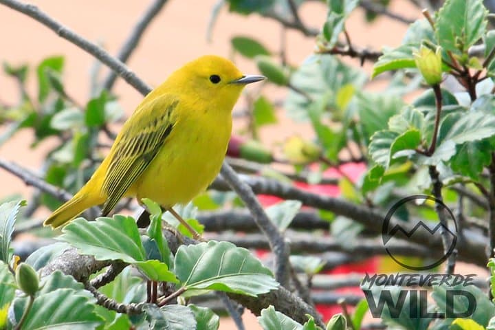 Monteverde Cloud Forest Birdwatching: Guided Tour to Curi Cancha photo 5