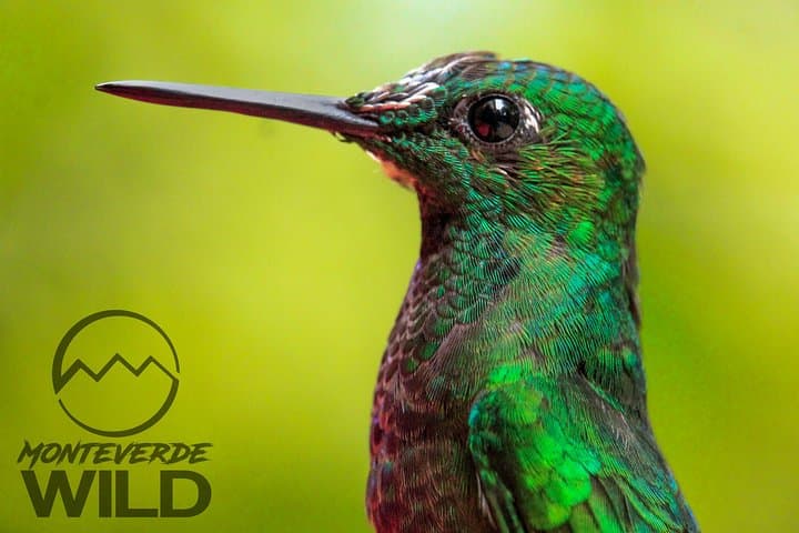 Monteverde Cloud Forest Birdwatching: Guided Tour to Curi Cancha photo 6