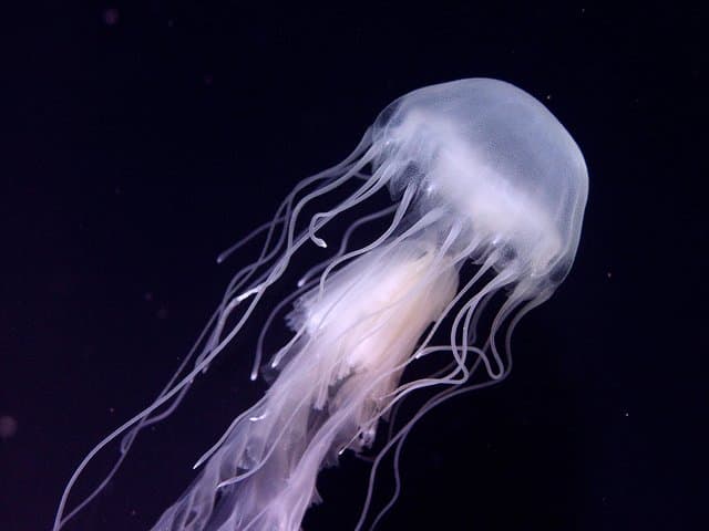 Skip-the-Line Aquarium of the Pacific General Admission Long Beach photo 6