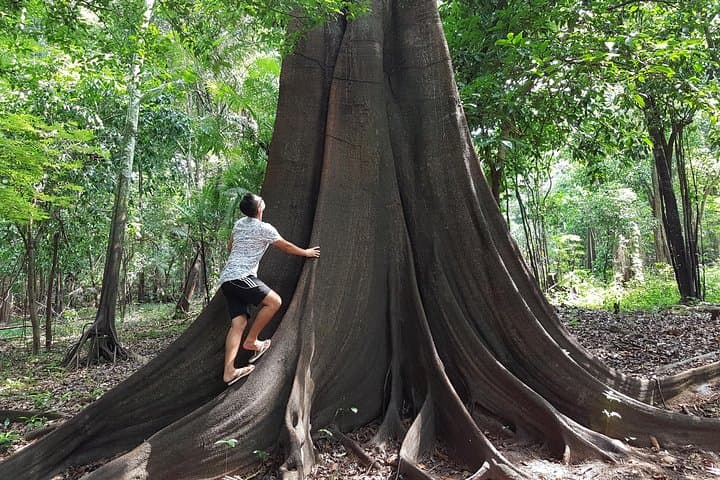 4-Hour Amazon Rainforest Hike from Manaus: Guided Jungle Trek & Canoe Transfer photo 3