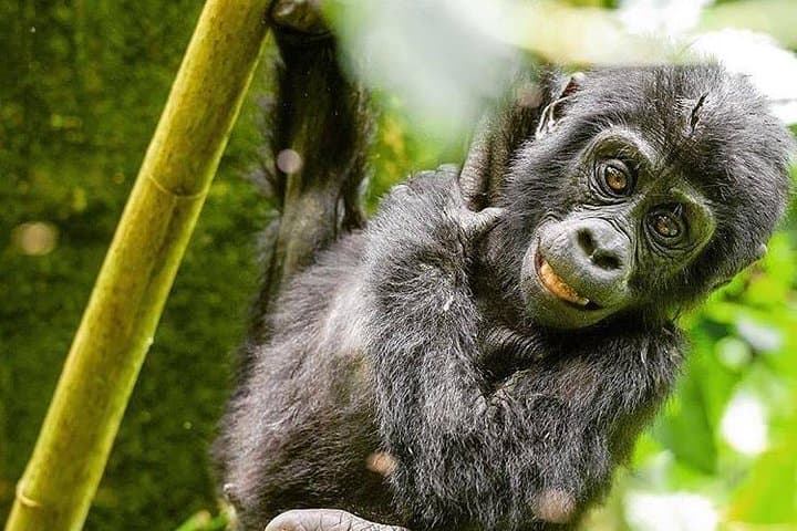12-Day Uganda Safari: Gorilla & Chimpanzee Trekking from Murchison Falls to Bwindi photo 3
