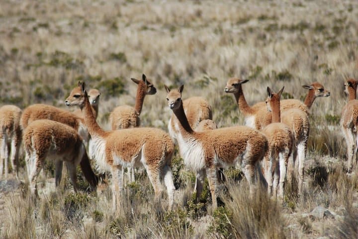 10-Day Peru Adventure: Amazon Jungle, Machu Picchu & Lake Titicaca photo 4