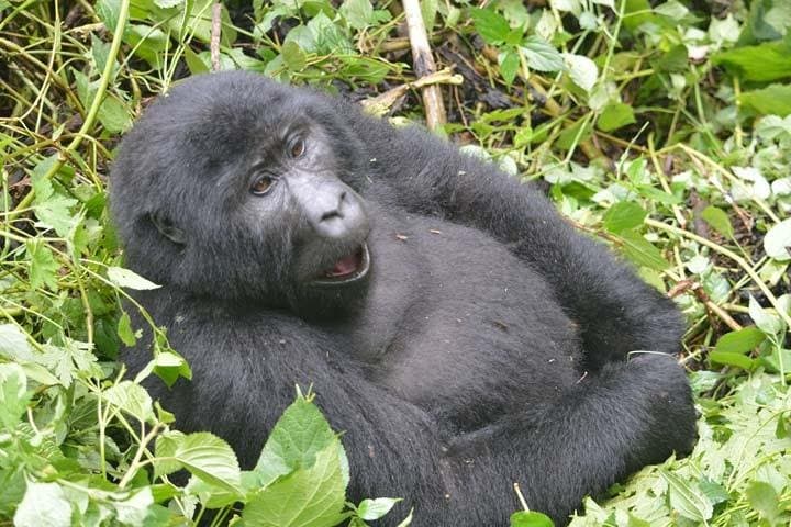 8-Day Uganda Safari: Murchison Falls to Bwindi Gorilla & Chimp Trekking photo 6