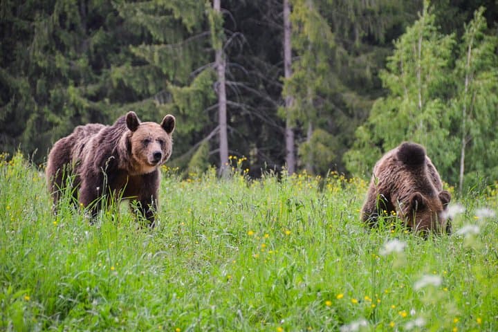 Land of Volcanoes Day Trip: Saint Anna Lake, Puturosu Cave & Bear Watching from Brașov photo 5