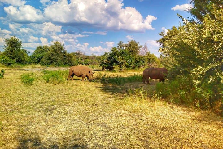 White Rhino Walk at Mosi-oa-Tunya National Park — Up-Close Rhino Encounter in Livingstone photo 6