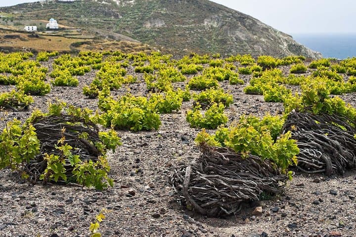 Santorini Private Wine Tour: Caldera Wineries & Volcano Wines photo 2